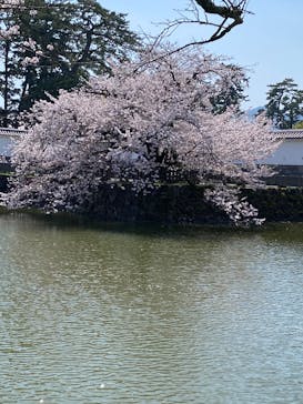 小田原城に投稿された画像（2025/4/9）