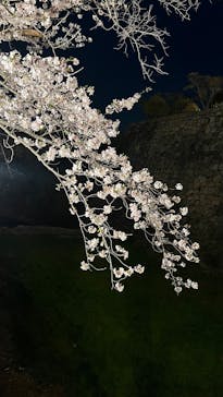 大阪城公園 西の丸庭園に投稿された画像（2025/4/9）