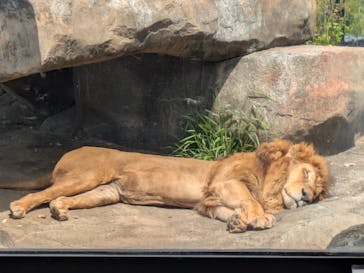 沖縄こどもの国に投稿された画像（2025/4/9）