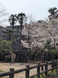 名古屋市東山動植物園に投稿された画像（2025/4/9）