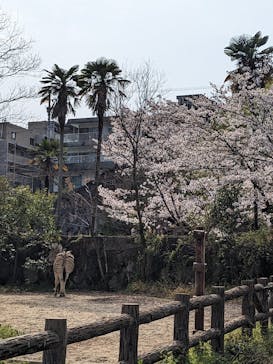 名古屋市東山動植物園に投稿された画像（2025/4/9）
