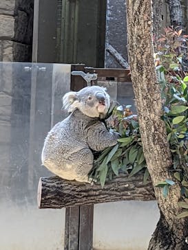 名古屋市東山動植物園に投稿された画像（2025/4/9）