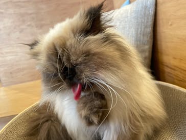 Cat Café MOFF SHIMINT HIROSHIMA店に投稿された画像（2025/4/9）