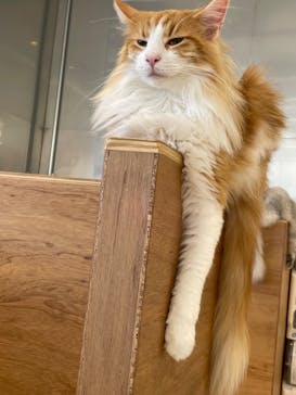 Cat Café MOFF SHIMINT HIROSHIMA店に投稿された画像（2025/4/9）