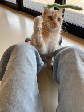 Cat Café MOFF SHIMINT HIROSHIMA店に投稿された画像（2025/4/9）