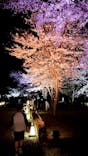 NAKED meets 二条城 2025 桜に投稿された画像（2025/4/10）