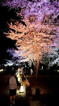 NAKED meets 二条城 2025 観月に投稿された画像（2025/4/9）