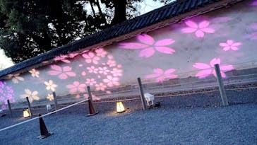 NAKED meets 二条城 2025 観月に投稿された画像（2025/4/9）