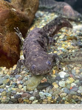 恩賜上野動物園に投稿された画像（2025/4/9）