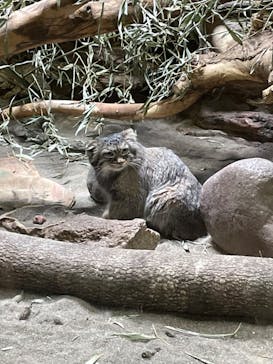 恩賜上野動物園に投稿された画像（2025/4/9）