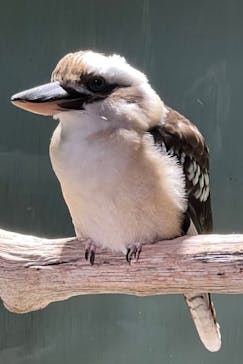 カワスイ 川崎⽔族館に投稿された画像（2025/4/10）