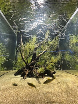 カワスイ 川崎⽔族館に投稿された画像（2025/4/10）