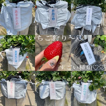 上泉農園に投稿された画像（2025/4/10）