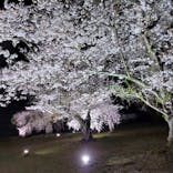 NAKED meets 二条城 2025 桜に投稿された画像（2025/4/10）