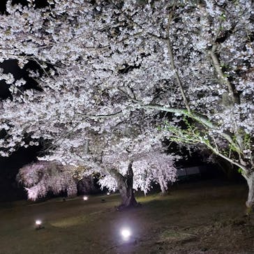 NAKED meets 二条城 2025 観月に投稿された画像（2025/4/10）