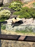 恩賜上野動物園に投稿された画像（2025/4/10）