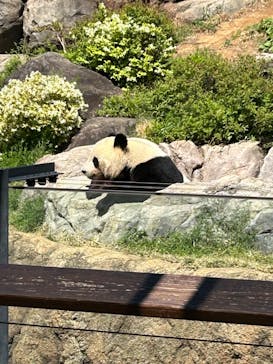 恩賜上野動物園に投稿された画像（2025/4/10）