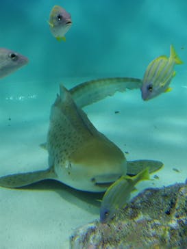 アクアワールド茨城県大洗水族館に投稿された画像（2025/4/10）