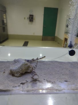 アクアワールド茨城県大洗水族館に投稿された画像（2025/4/10）