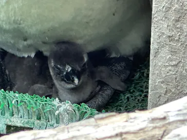 仙台うみの杜水族館に投稿された画像（2025/4/10）
