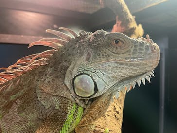 恩賜上野動物園に投稿された画像（2025/4/10）