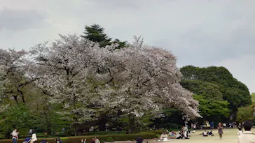 新宿御苑に投稿された画像（2025/4/10）