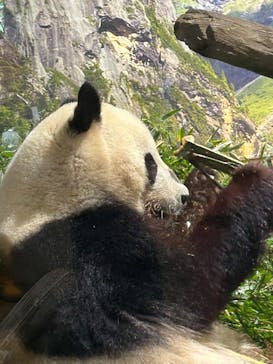 恩賜上野動物園に投稿された画像（2025/4/10）