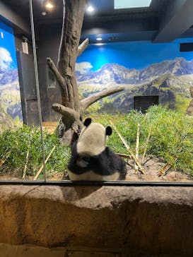 恩賜上野動物園に投稿された画像（2025/4/10）