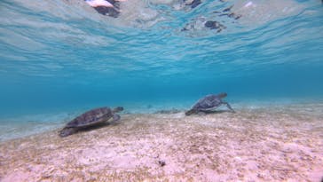 nico 宮古島に投稿された画像（2025/4/10）