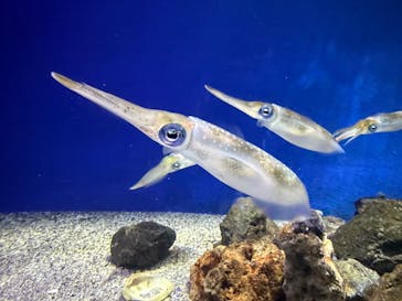 新江ノ島水族館に投稿された画像（2025/4/10）