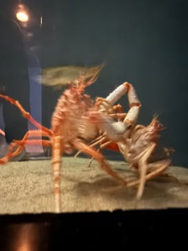 新江ノ島水族館に投稿された画像（2025/4/10）