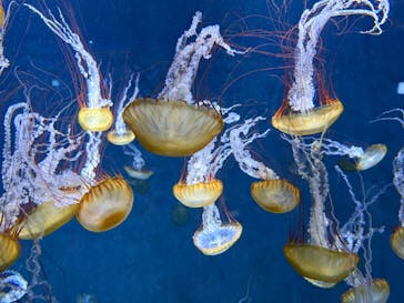 新江ノ島水族館に投稿された画像（2025/4/10）