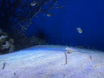 新江ノ島水族館に投稿された画像（2025/4/10）