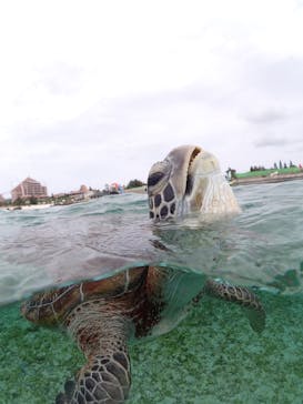 宮古島マリンショップSmileyに投稿された画像（2025/4/10）