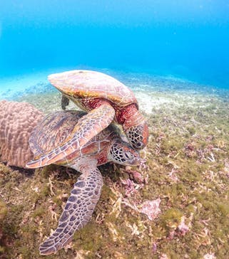 宮古島マリンショップSmileyに投稿された画像（2025/4/10）