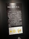 特別展「古代DNA－日本人のきた道」（国立科学博物館）に投稿された画像（2025/4/10）