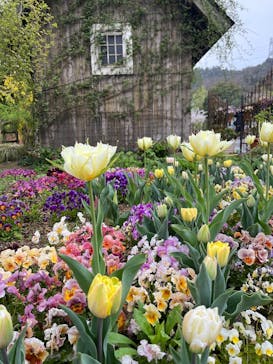 EnglishGardenローザンベリー多和田に投稿された画像（2025/4/10）