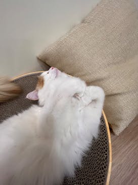 Cat Café MOFF イーアス沖縄豊崎店に投稿された画像（2025/4/10）