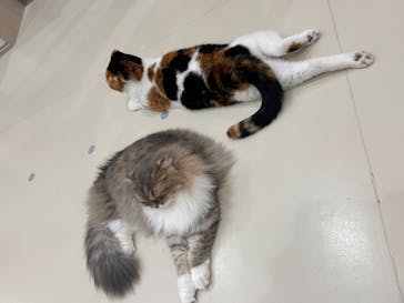 Cat Café MOFF イーアス沖縄豊崎店に投稿された画像（2025/4/10）