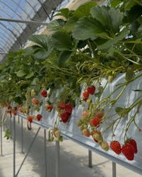 石川農園に投稿された画像（2025/4/10）