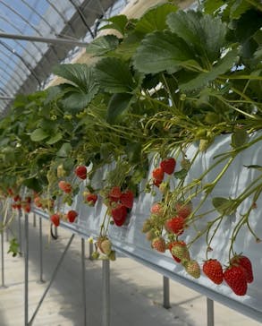 石川農園に投稿された画像（2025/4/10）