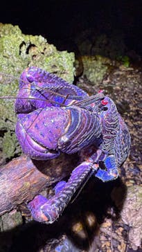 宮古島マリンショップSmileyに投稿された画像（2025/4/10）