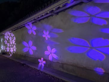 NAKED meets 二条城 2025 観月に投稿された画像（2025/4/10）