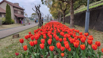 淡路ファームパーク イングランドの丘に投稿された画像（2025/4/11）