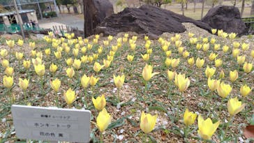 淡路ファームパーク イングランドの丘に投稿された画像（2025/4/11）