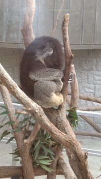 淡路ファームパーク イングランドの丘に投稿された画像（2025/4/11）