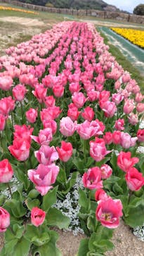 淡路ファームパーク イングランドの丘に投稿された画像（2025/4/11）