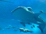 沖縄美ら海水族館に投稿された画像（2025/4/11）