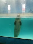 下田海中水族館に投稿された画像（2025/4/11）