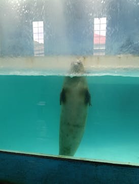 下田海中水族館に投稿された画像（2025/4/11）